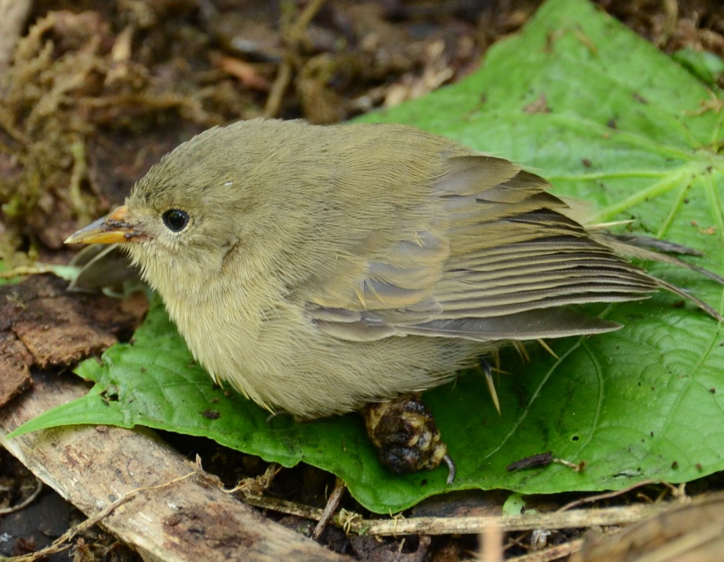 Young Green Warbler-finch at Los Gemelos, Santa Cruz Island, with pox on feet and beak Photo: Arno Cimadom.